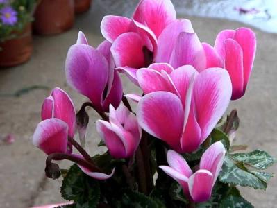 仙客来开花期间怎么养护
