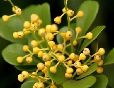 米兰花开过花后需要修剪吗