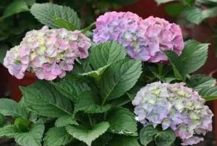 八仙花的繁殖方法