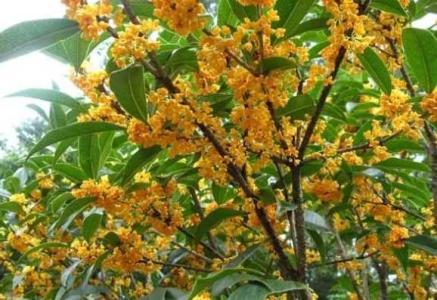 桂花树浇啤酒可以吗