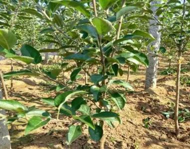 苹果树苗几年挂果