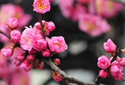 梅花啥时开花
