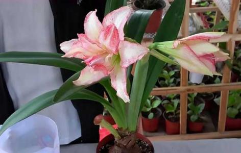 大头兰开完花后杆子怎么办