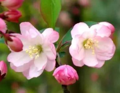垂丝海棠花如何爬藤呢