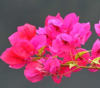 三角梅冬天室内开花吗