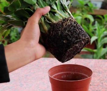 花盆上干下湿怎么办
