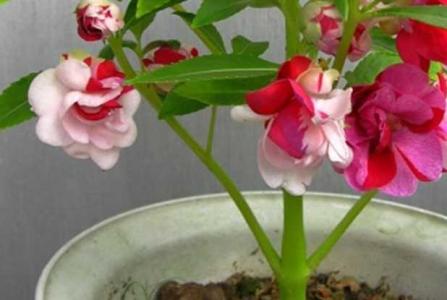 凤仙花从开花到结果大约需要几天