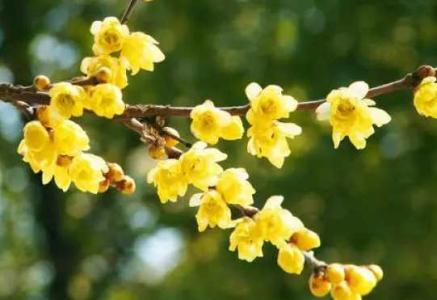 腊梅花夏天怎么养护