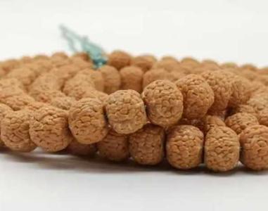 金刚菩提树王如何种植呢