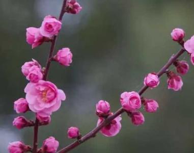 梅花大部分生长在哪里