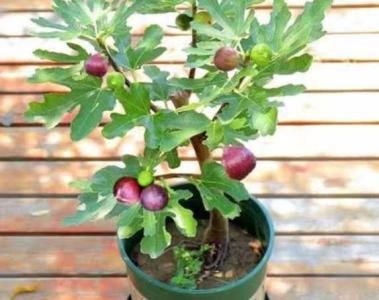 如何种植盆栽无花果树呢