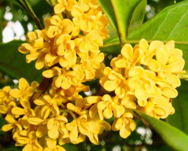 桂花树种什么方位最旺宅