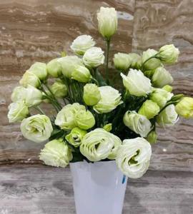洋桔梗的花期