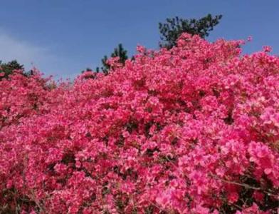 映山红啥时候开花