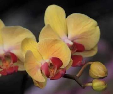 蝴蝶兰花盆如何选择呢