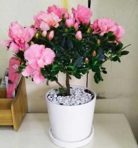 适合家里养的18种花