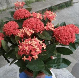 龙船花耐寒吗