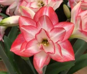 朱顶红开花后如何养护