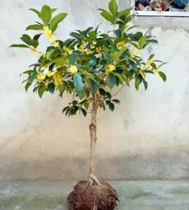 桂花盆栽土是黄土很硬的吗
