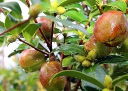 北方能种油茶树吗