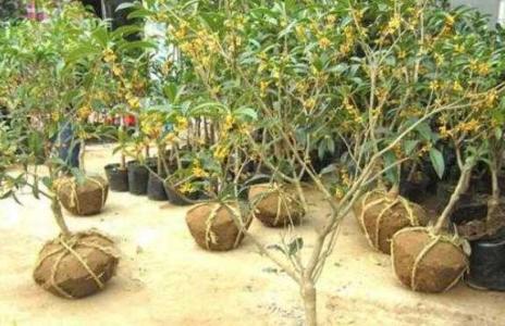 桂花移栽多长时间能成活