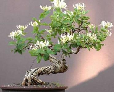 金银花老桩用什么土种植