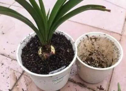 刚买的花换盆需要注意事项是什么呢