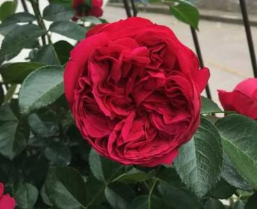 红龙月季是四季开花吗