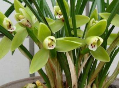 兰花属于深根系植物吗
