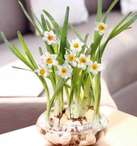 水养水仙花怎么养