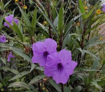 蓝花草种植养护注意事项