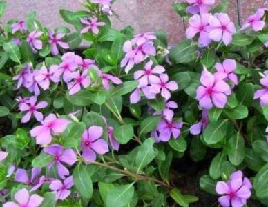 长春花播种后多久开花