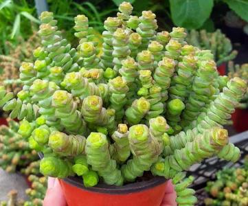 钱串子花怎样养殖和繁殖