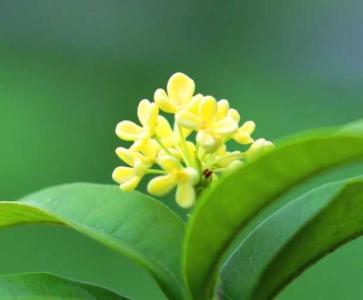 桂花如何浇水