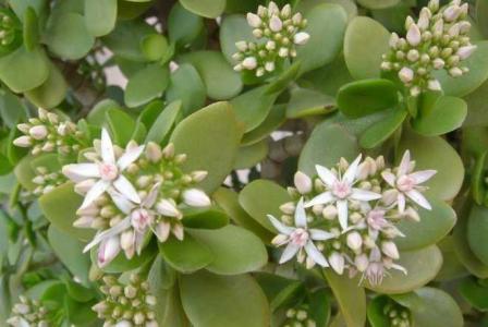燕子掌开花吗
