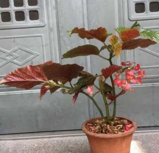 竹节海棠冬天开花吗