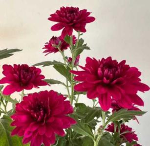 什么品种菊花四季开花