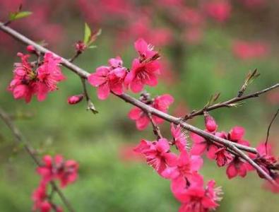 桃花什么季节结果实