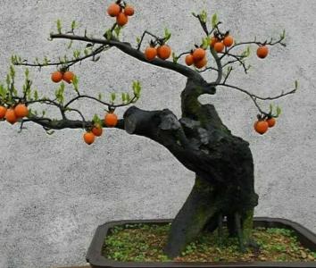 金弹子盆景专用花盆
