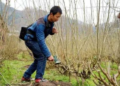 桑树如何修剪