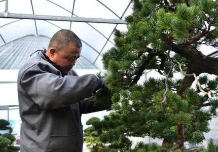 松树剪枝怎样剪