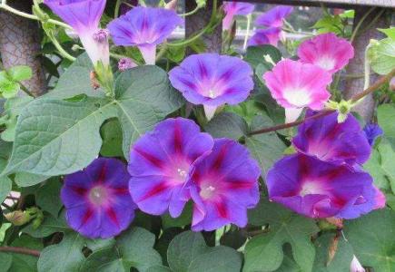 牵牛花花期多长时间
