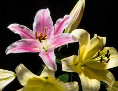 百合花可以见太阳吗