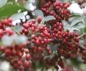 100棵花椒树一年收入是多少呢