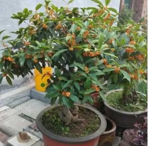 50公分的桂花用多高花盆