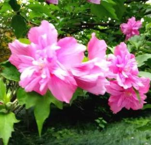 木槿花怎么养才能茂盛