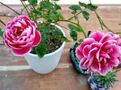 玫瑰花室内怎么养