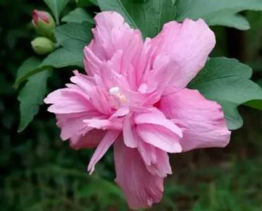 木槿花冬天开花吗