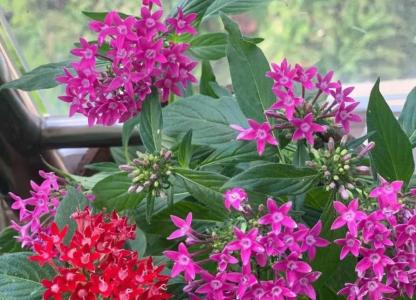 繁星花怎么养