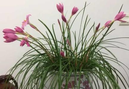 韭菜兰花怎么修剪